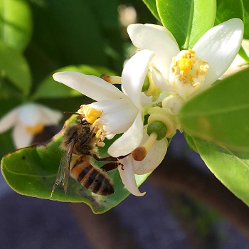 /ARSUserFiles/20220500/Varroa/How to Sample/Honeybee foraging on citrus flower.png